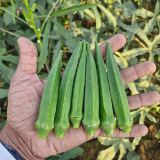 Okra-sampati-image-for-website-002