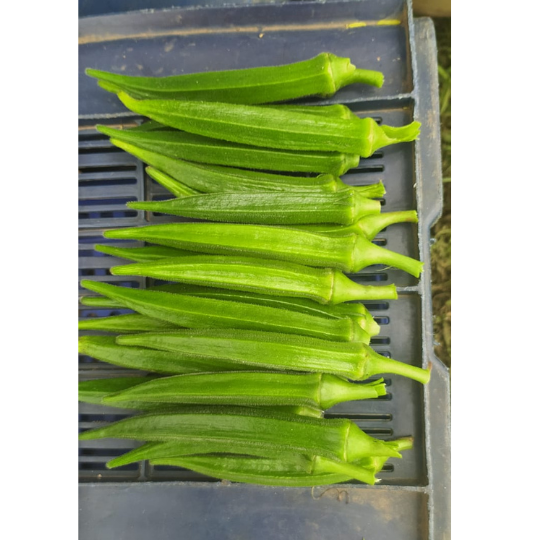 Okra-sampati-image-for-website-005