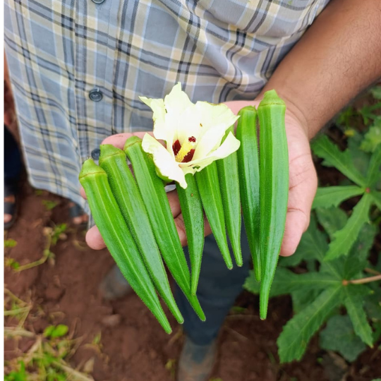 Okra-sampati-image-for-website-006