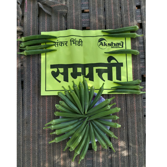 Okra-sampati-image-for-website-007