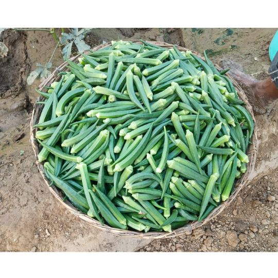 Okra-vikram-image-for-website-003