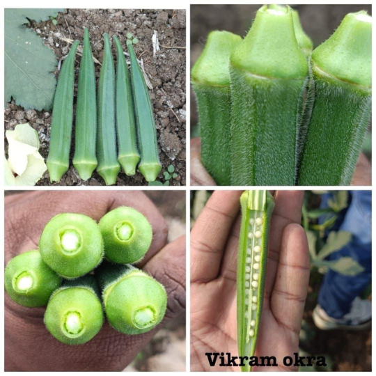 Okra-vikram-image-for-website-004