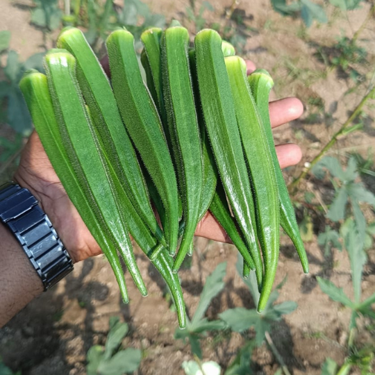 Okra-vikram-image-for-website-007 (1)