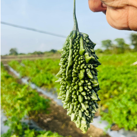 PRAPTI-bitter-gourd-website-image-004