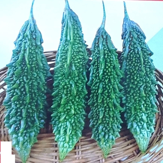 PRAPTI-bitter-gourd-website-image-005