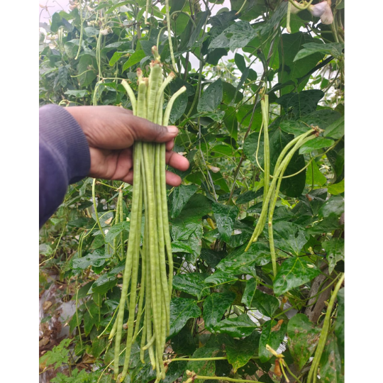 REENUKA-beans-images-for-website-001