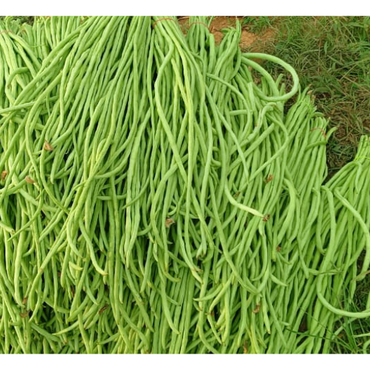 REENUKA-beans-images-for-website-003