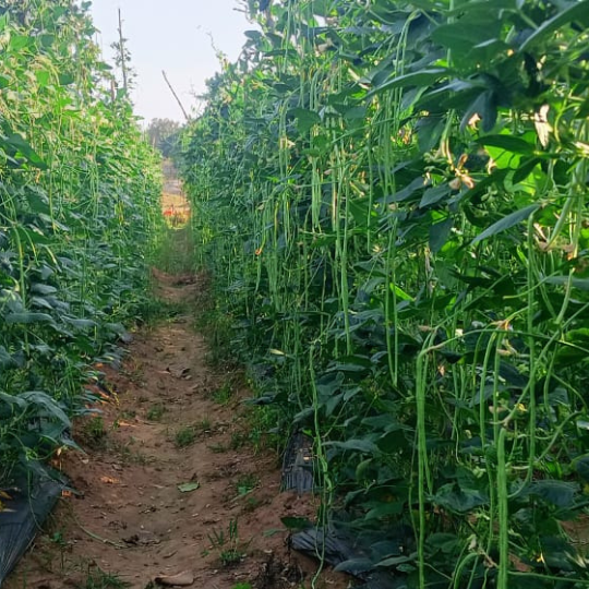 REENUKA-beans-images-for-website-005