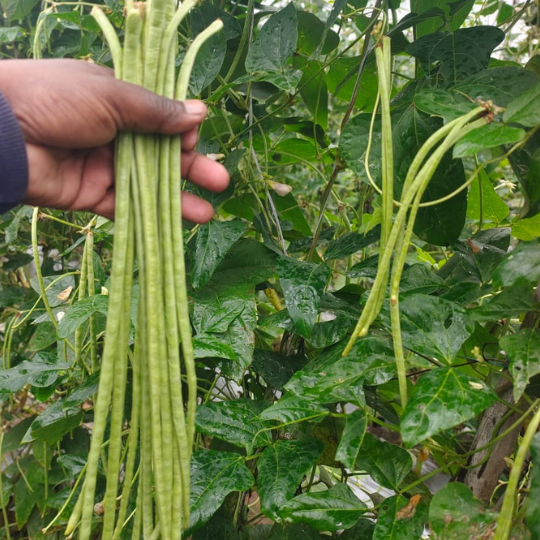 REENUKA-beans-images-for-website-006