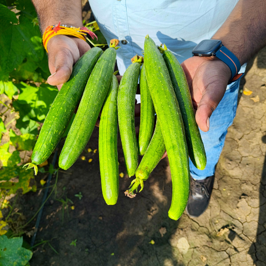 RINA-sponge-gourd-image-website-002