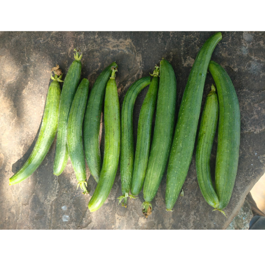RINA-sponge-gourd-image-website-006