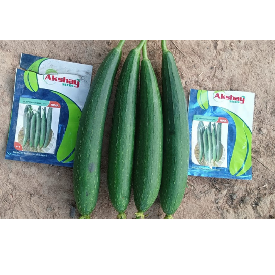RINA-sponge-gourd-image-website-007