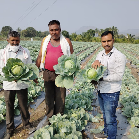 akshay -75- cabbage-1