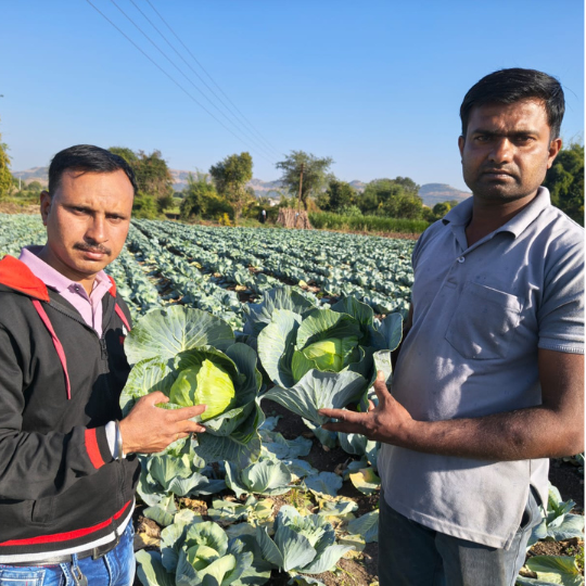 akshay -75- cabbage-2