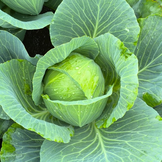 akshay -75- cabbage-3