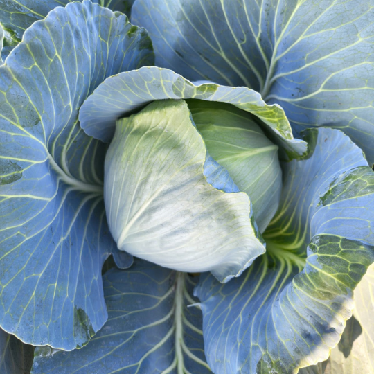 akshay -75- cabbage-4