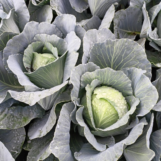 akshay -75- cabbage-5
