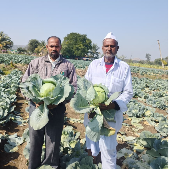 akshay -75- cabbage-6