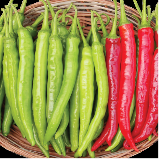 akshay-941-chilli-image-003