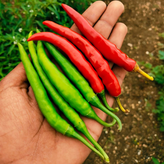 akshay-941-chilli-image-005