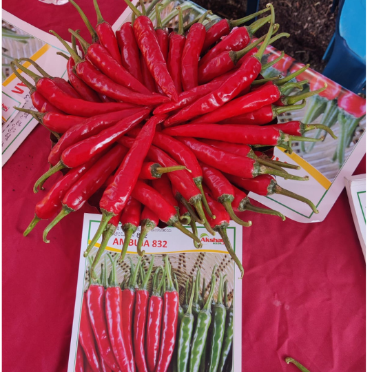ambuja-chilli-image-001