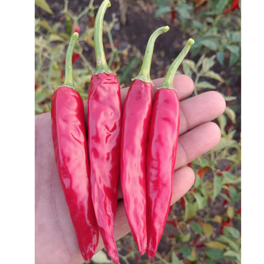 ambuja-chilli-image-003