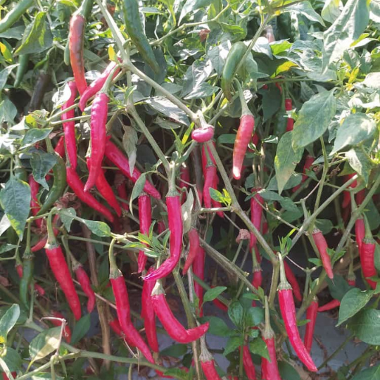 ambuja-chilli-image-004
