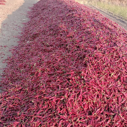 ambuja-chilli-image-005