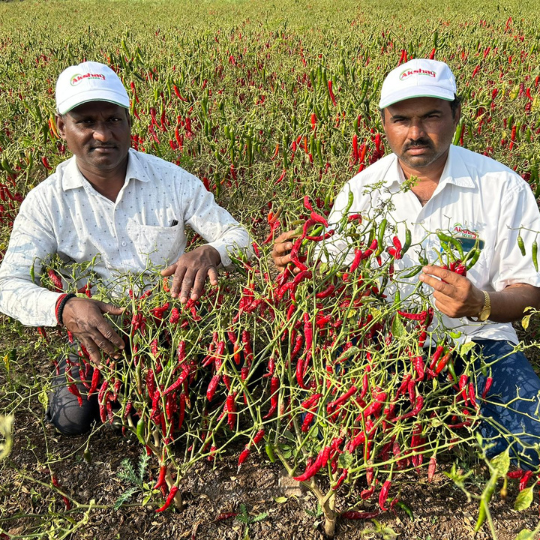 ambuja-chilli-image-007