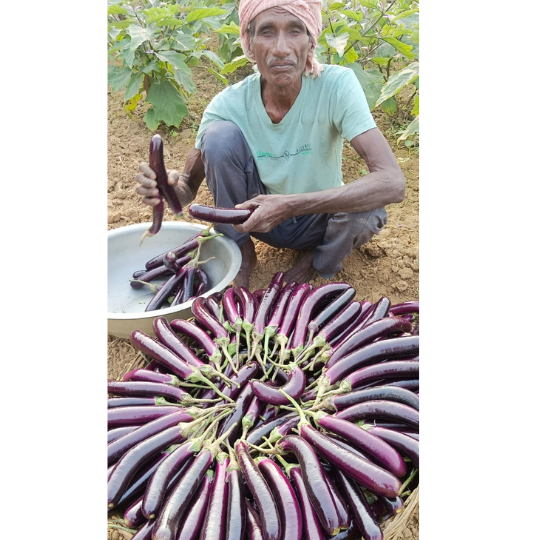 brinjal - shubhangi -for website -001