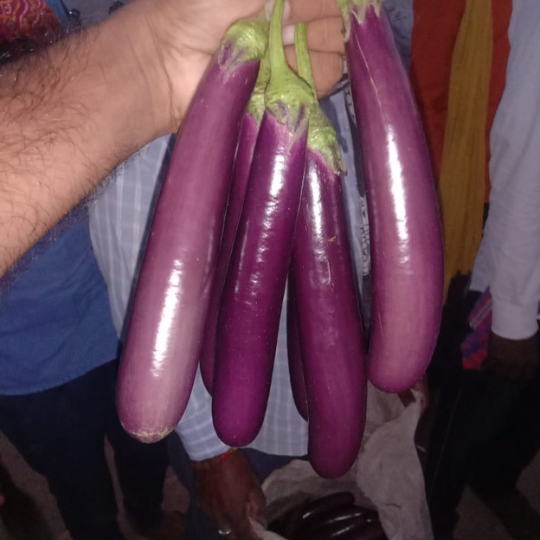 brinjal - shubhangi -for website -002