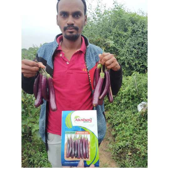 brinjal - shubhangi -for website -003