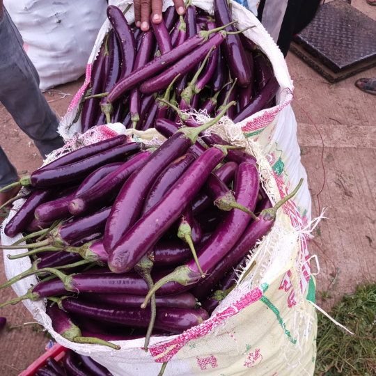 brinjal - shubhangi -for website -004