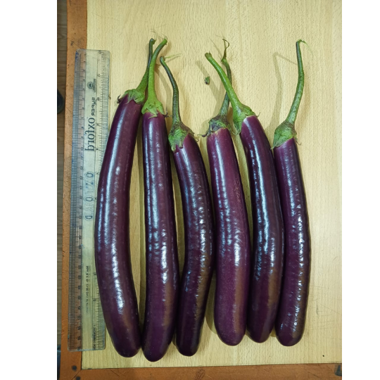 brinjal - shubhangi -for website -005