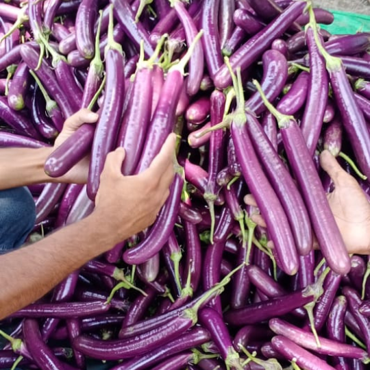brinjal - shubhangi -for website -006