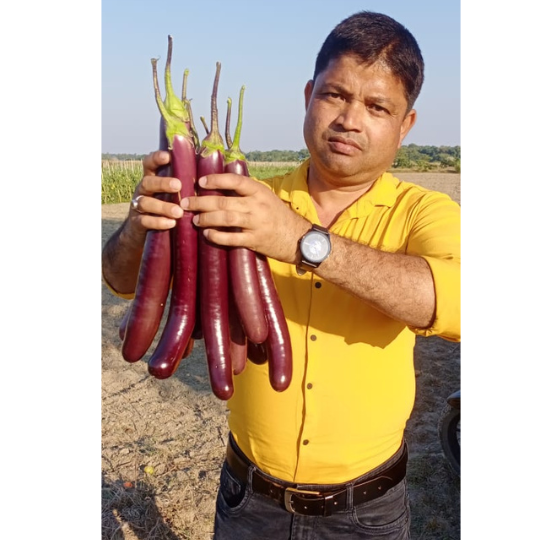 brinjal - shubhangi -for website -007