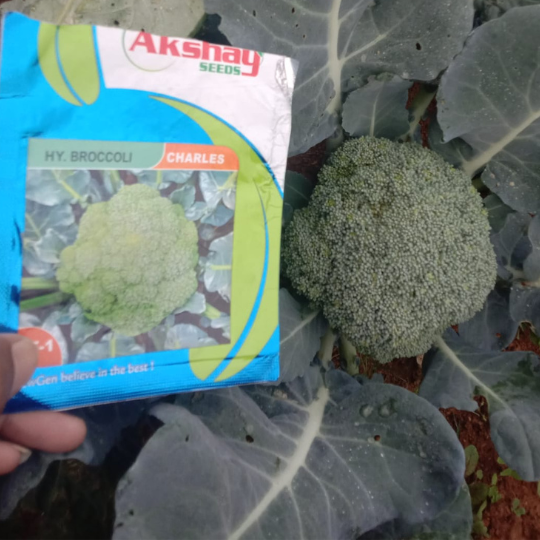 charles-brocolli-website-002