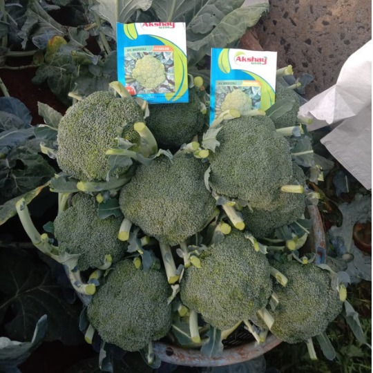 charles-brocolli-website-003