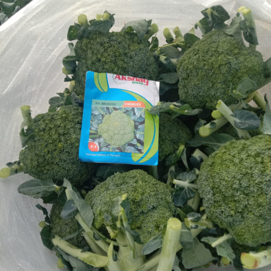 charles-brocolli-website-005
