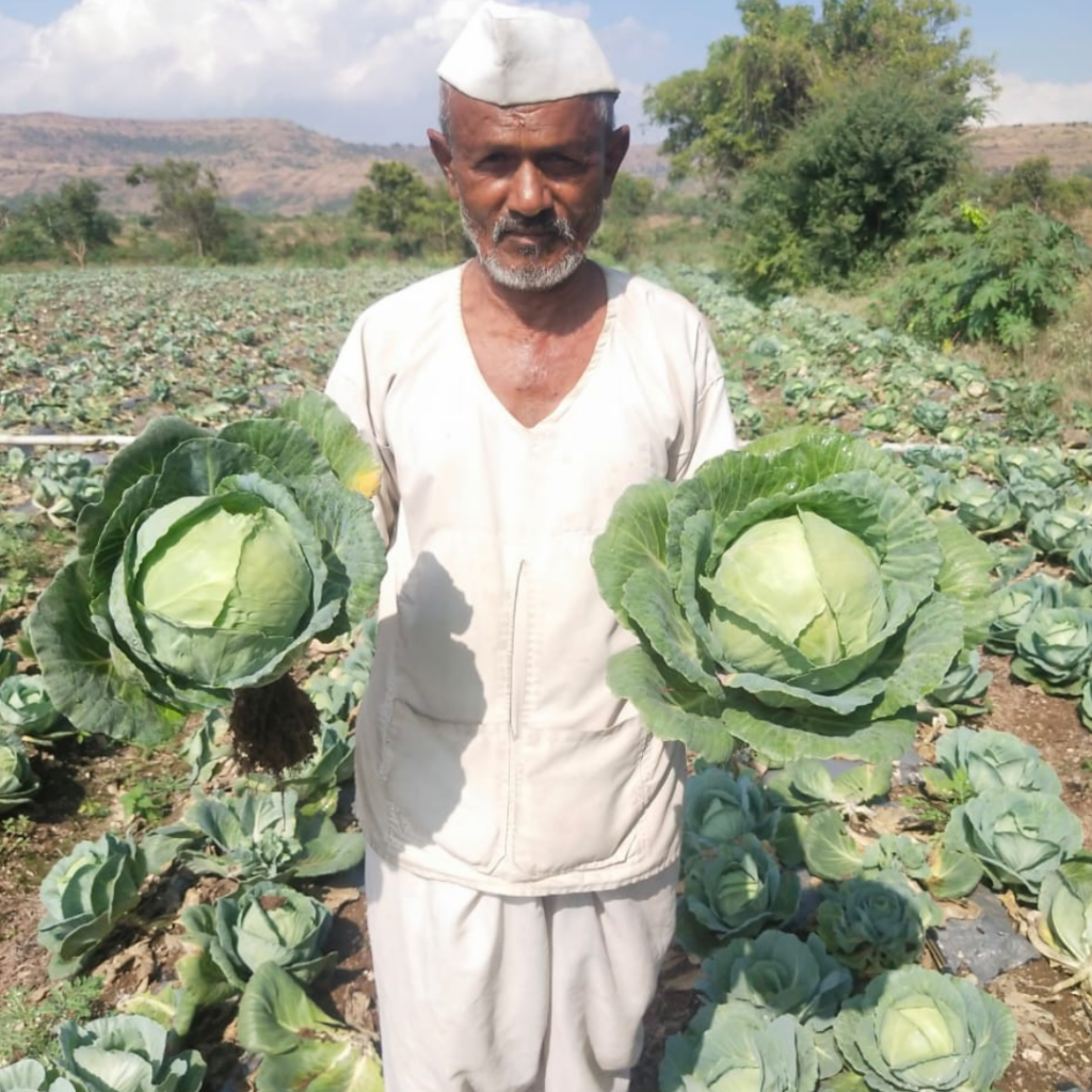 divya-cabbage