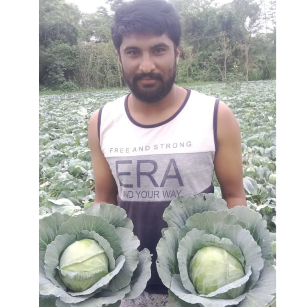 divya-cabbage (2)