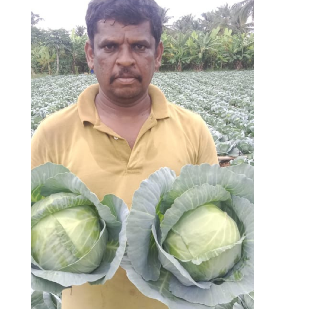 divya-cabbage (3)