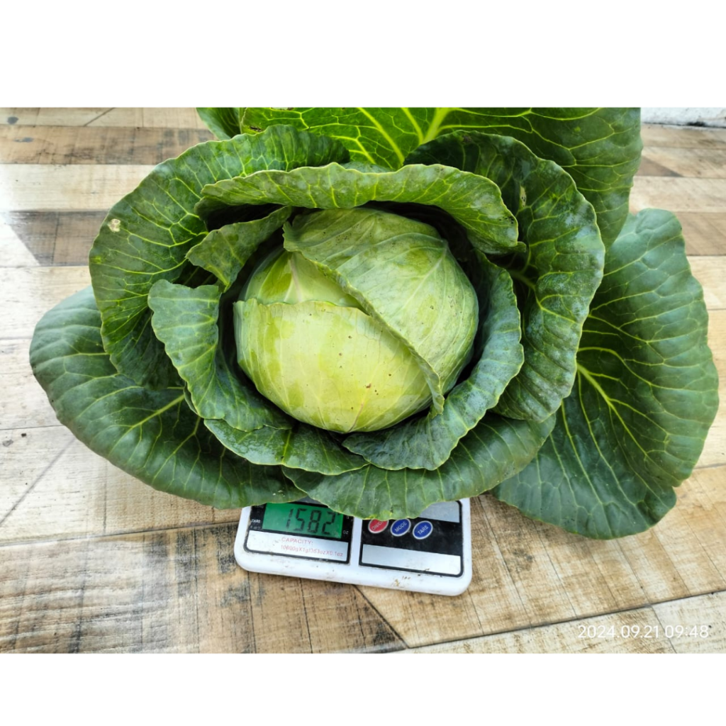 divya-cabbage (4)