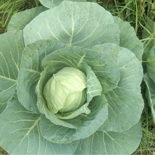 elbrus-cabbage-003