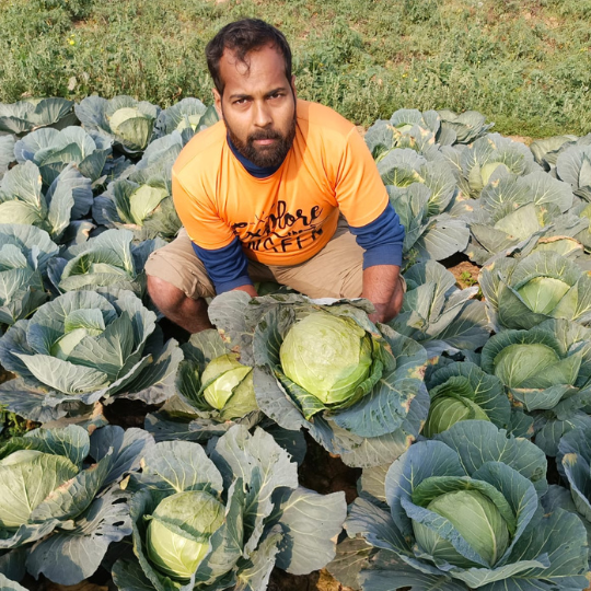 elbrus-cabbage-004