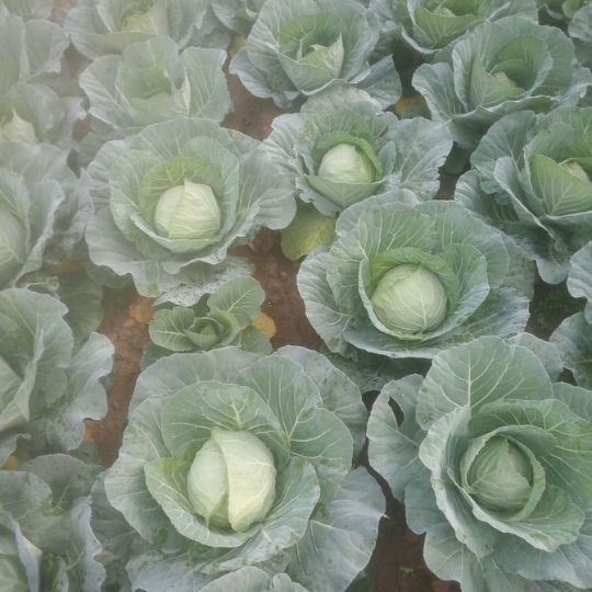 elbrus-cabbage-005