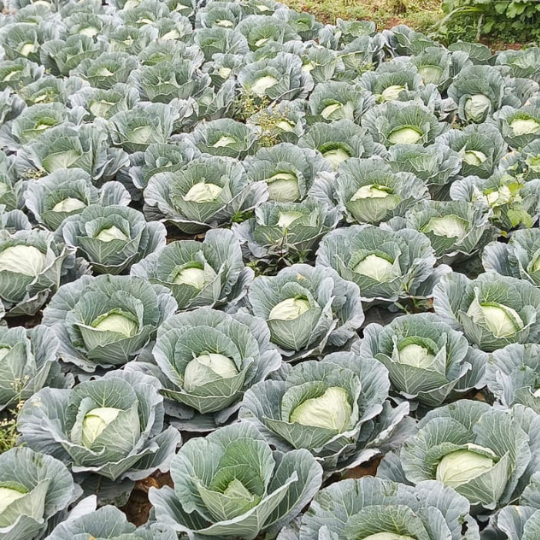 elbrus-cabbage-006