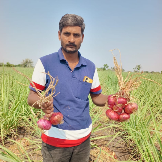 fursungi-onion-for-website-003