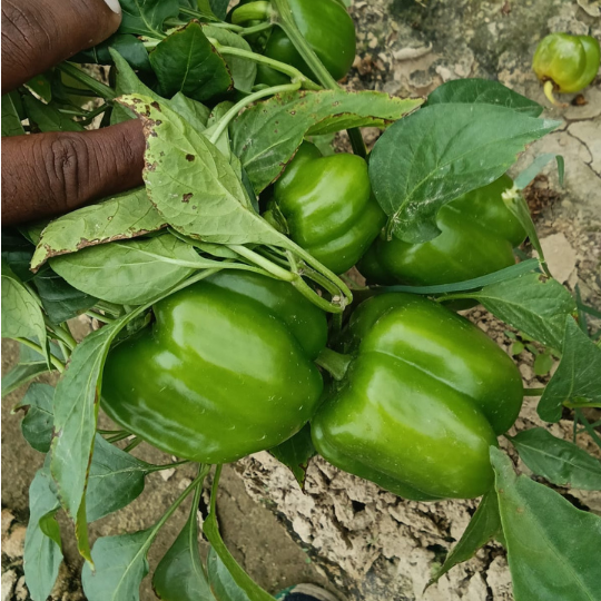 green-dolly-image-001