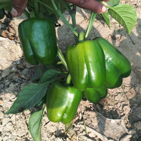 green-dolly-image-003